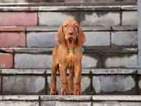 Щенки выжлы, фотография 2