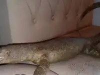 Продам чучело варана., фотография 3