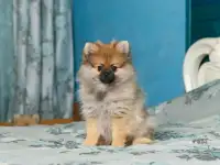ПРодам породистых щенков шпица, фотография 8
