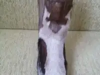 Продаю унты оленьи