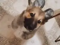 Ищет дом!