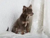 Чихуахуа щенки продажа, фотография 3