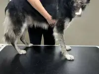 Наидобрейший и наиумнейший пес Грей ищет дом., фотография 12