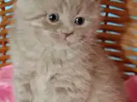 Британские клубные лиловые котята., фотография 2