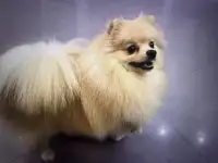 Немецкий шпиц