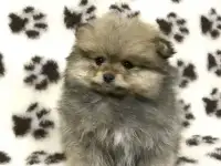 Померанский шпиц