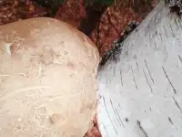 Губка берёзовая, фотография 2