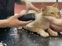 Сирижка собак и кошек, фотография 2