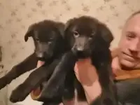 Щенки немецкой овчарки чёрного цвета