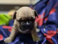Продажа щенков французского бульдога