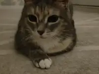 Кошка, фотография 10