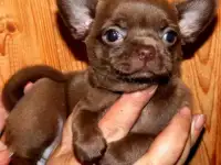 Щенки чихуахуа