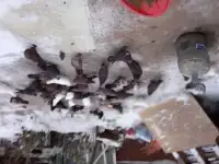 Продажа голубей
