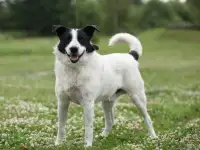 Замечательный песик Бим в дар