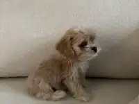 Мальтипу F1 мини