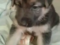 щенок немецкой овчарки