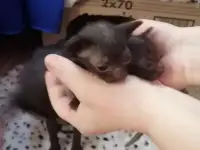 Донской Сфинкс
