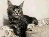 Котята породы Мейн Кун, фотография 5