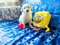 Щенки лабрадористые, фотография 3