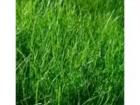 Продажа семян для газона