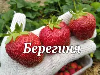 Рассада клубники