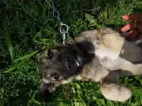 Щенки даром