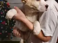 Щенки Алабая