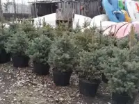 Ель голубая Picea Pungens Glauca
