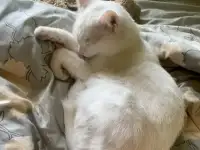 Отдам в добрые руки, фотография 3