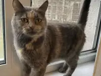 Кошка Белка в добрые руки.
