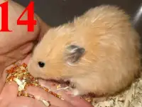 Хомяки самки сирики ДШ (есть клетки) 13,14, фотография 7