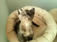 Котята бурма, фотография 2