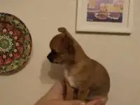 Щенок породы чихуахуа