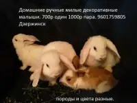 Маленькие  декоративные карликовые крольчата