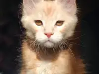 мальчик мейн-кун