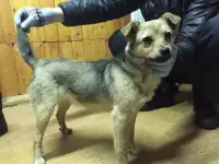 Карликовый щенок, фотография 2