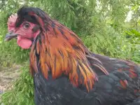 Курочки и петушки