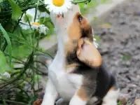 щенки бигля ркф, фотография 3