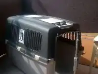 Бокс для собак, фотография 4