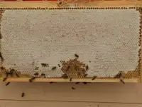 Пчёлы. Семьи пчёл на высадку, фотография 2
