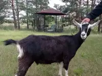 Продаётся альпийская коза