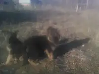 щенки, фотография 4