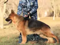Престижный кобель немецкой овчарки для вязки