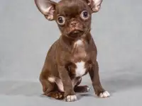 Мини чихуахуа, девочки