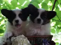 Мальчики бабочки шоу класса