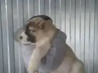 Продажа щенков