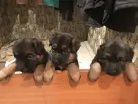 Щенки немецкой овчарки