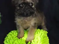 Маленький мальчик гриффон, фотография 2
