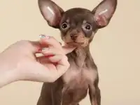 Щенки русского тоя с документами !, фотография 9