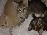 Отдам красивых котяток от домашней кошки.чистенькие ухоженные.к лотку приучены.возраст 2месяца, фотография 2